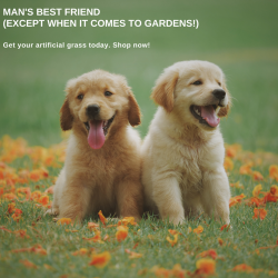 Keep your artificial grass away from your pets