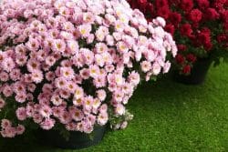 Gardening and adding certain flowers