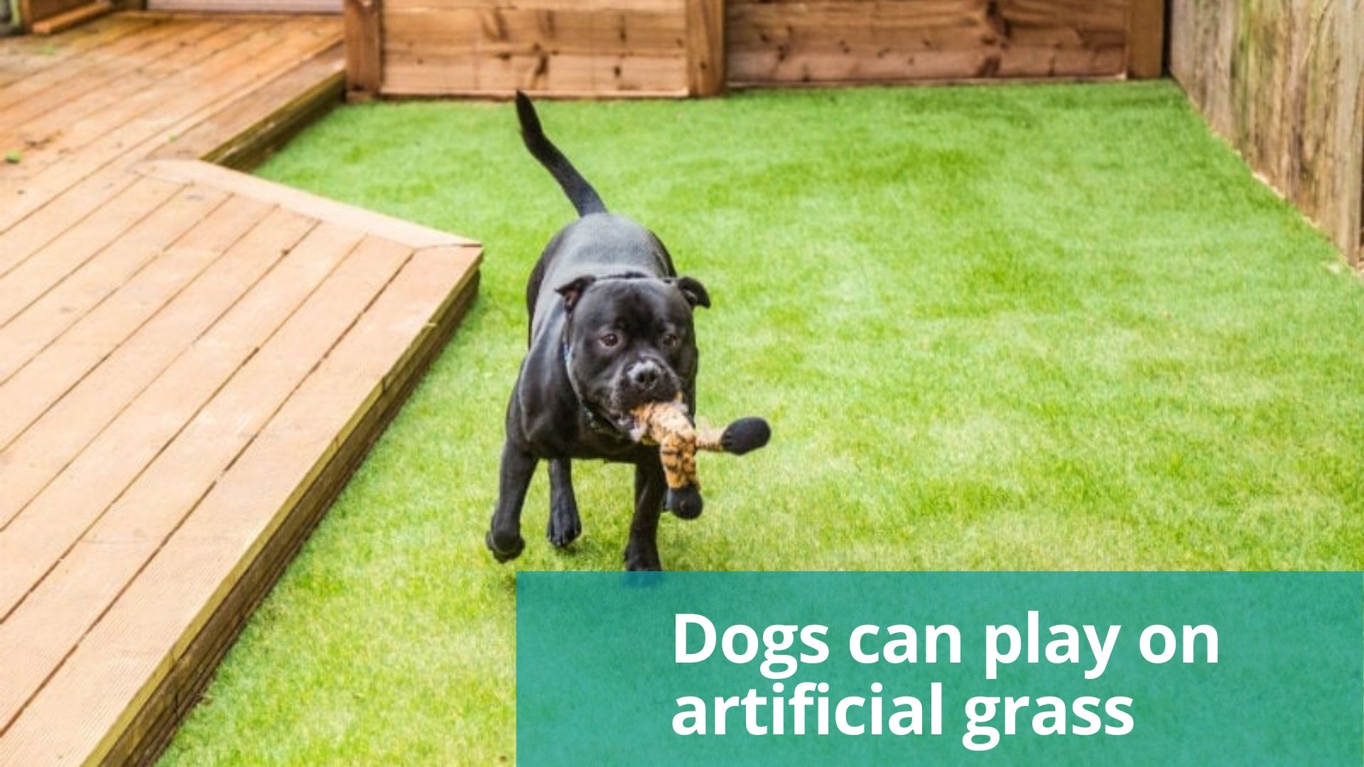Your pets and children are safe to play on artificial grass