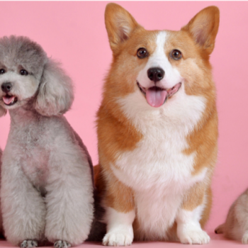 Pet friendly flooring article