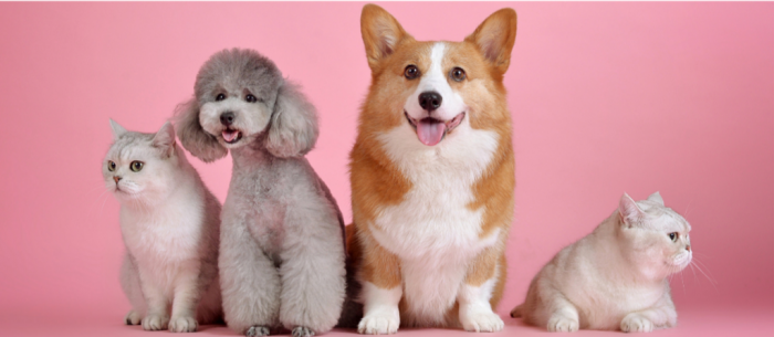 Freindly Pets