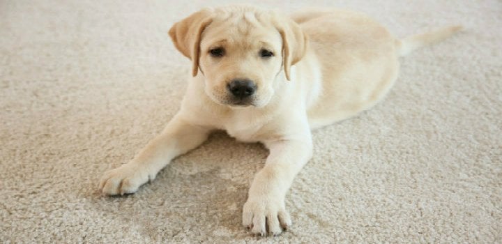 how-to-clean-pet-stained-carpet