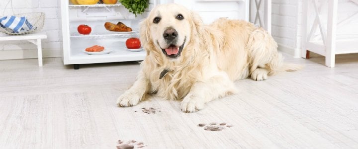 stains-on-vinyl-flooring-guide