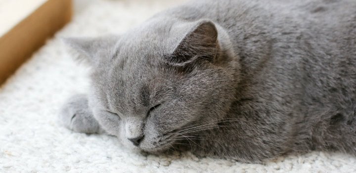 cleaning-your-rug-pet-stains